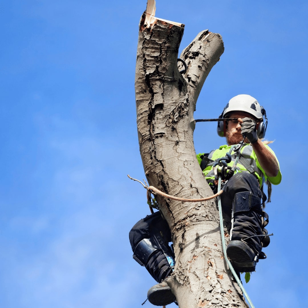 Arborist valmistub puu langetamiseks kõrgustes
